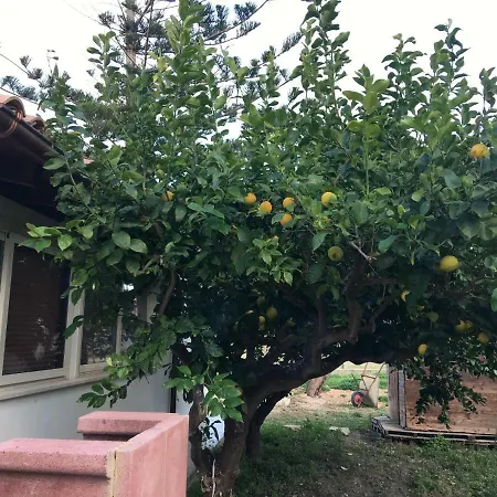 펜션 Dei Limoni Sul Mare 카스텔라마레델골포