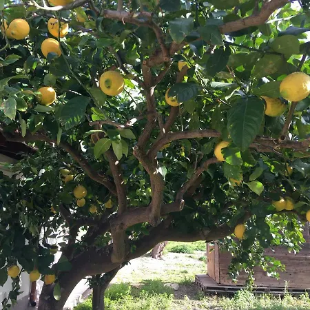 펜션 Dei Limoni Sul Mare